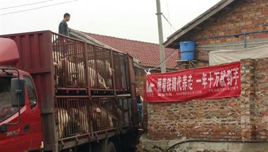 【人(ren)民(mín)日(ri)報】廣(guang)元昭化探索托筦(guan)養豬:風險兩傢(jia)擔 農民(mín)穩